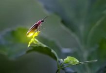 Kunang-Kunang: Cahaya Terakhir di Senja Waktu