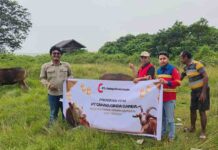 Sambut Hari Raya Idul Adha 1447 Hijriah, PT. CGG Serahkan 5 Ekor Sapi