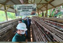 PT ANA Salurkan Bantuan Bibit Ayam Petelur dan Pakan untuk Kelompok Ternak di Desa Pebooa
