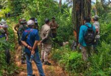 Aktivitas Penyadapan Pinus Mayumba Terhenti, Warga Desak Pemda
