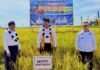 Gubernur dan Mentan Hadiri Panen Raya dan Tanam Padi di Toili