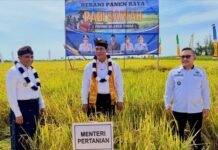 Gubernur dan Mentan Hadiri Panen Raya dan Tanam Padi di Toili
